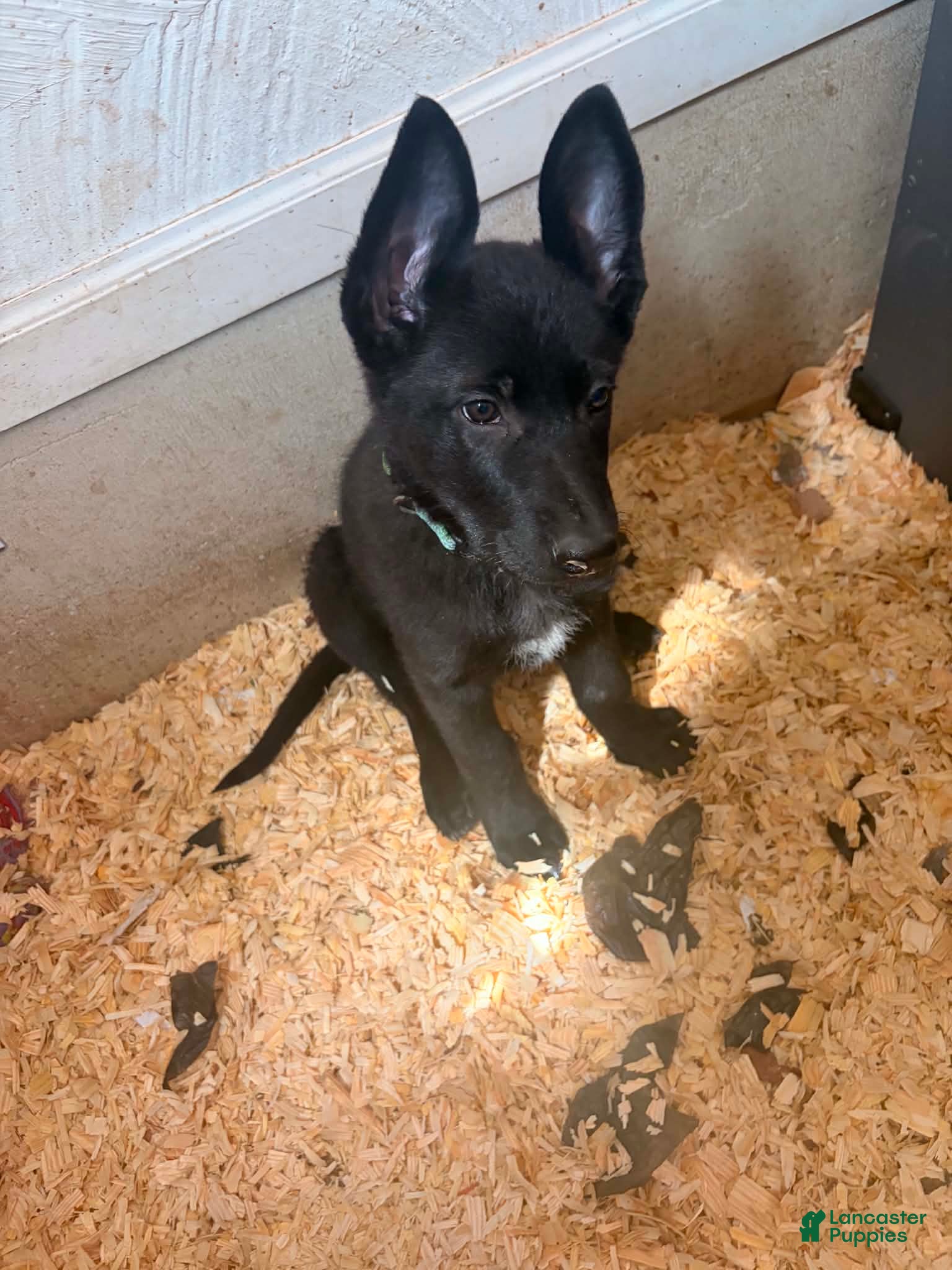 German Shepherd dogs Revenna  - Ad 1