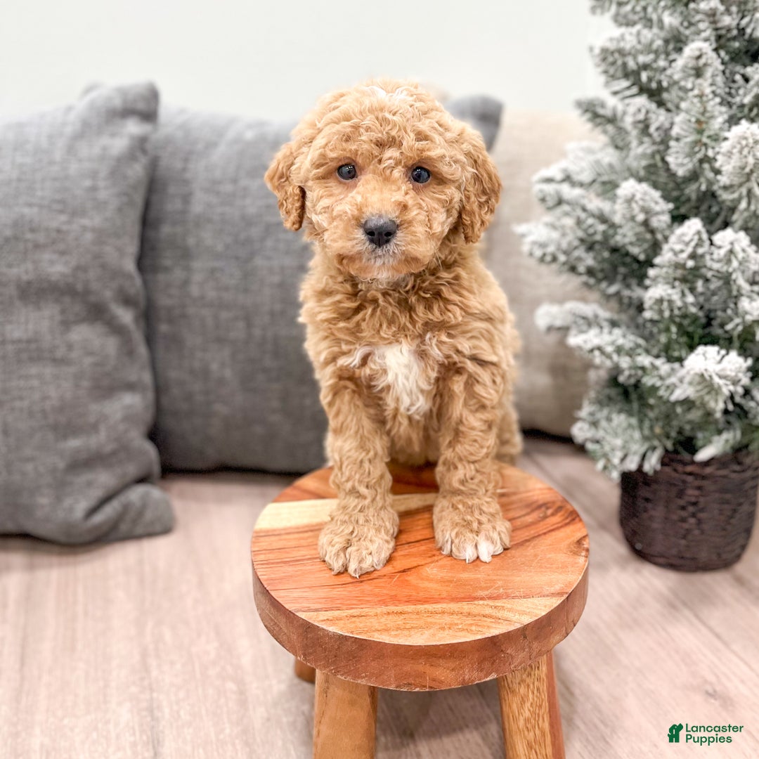 Goldendoodle dogs for sale: Snowflake  - Ad 23