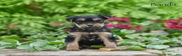 Morkie dogs for sale: Bandit - Ad 5