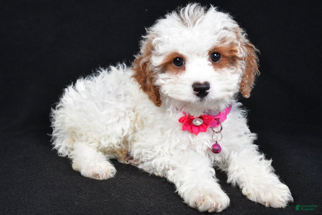 Cavapoo dogs for sale: Sabrina - Ad 8