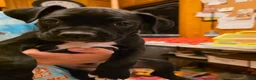 Boxer dogs for sale: Zulu - Ad 4