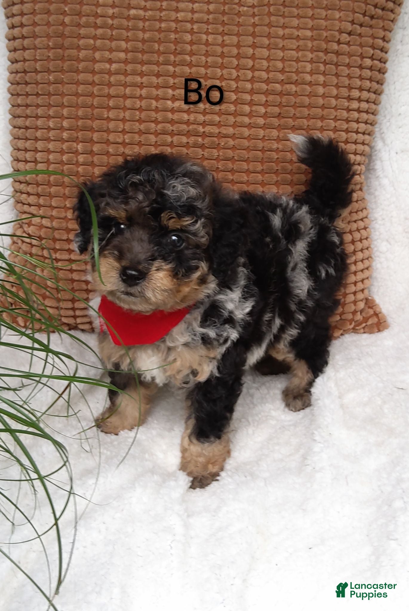 Mini Bernedoodle dogs Mini Bernedoodle 1 - Ad 32