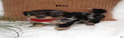 Mini Bernedoodle dogs for sale: Mini Bernedoodle 1 - Ad 1