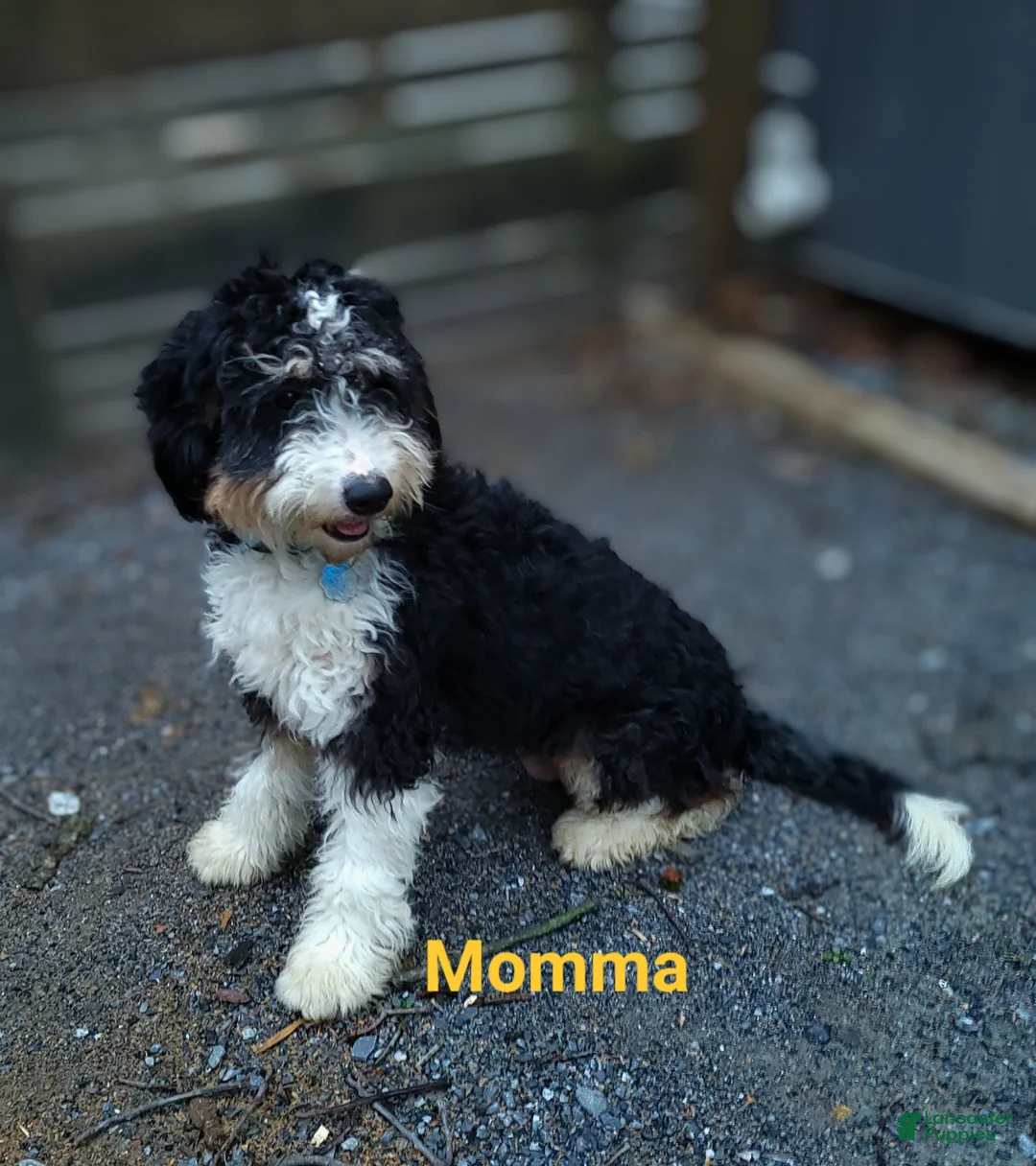 Mini Bernedoodle dogs for sale: Milo - Ad 5