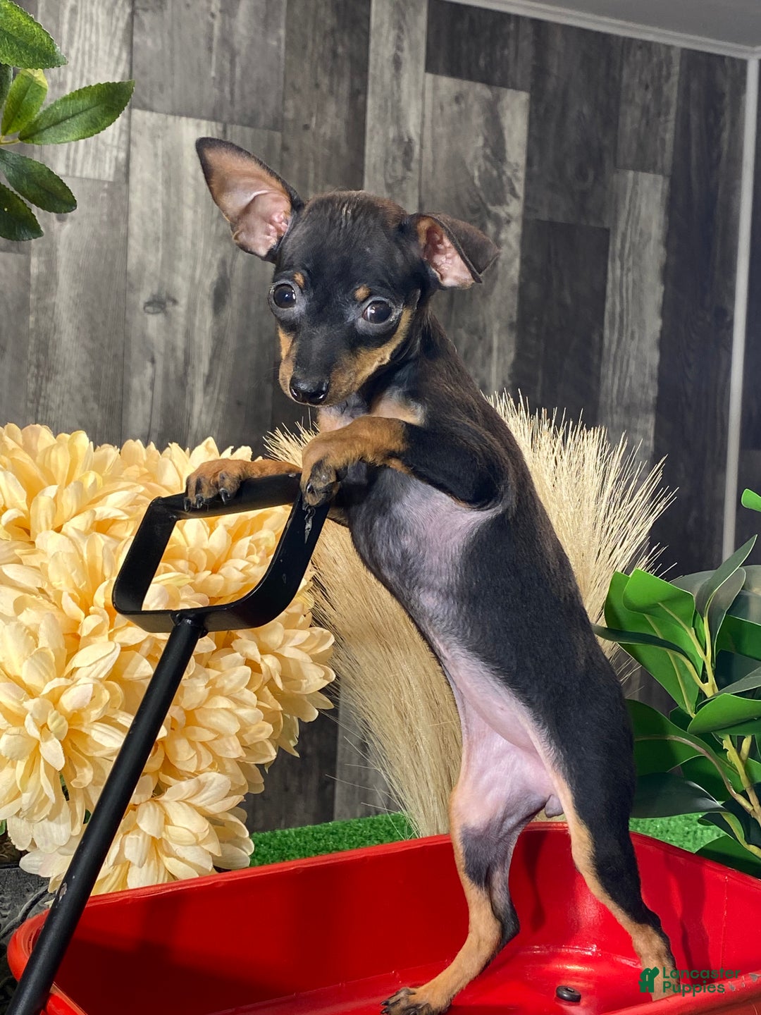 Miniature Pinscher dogs for sale: Quiz - Ad 2