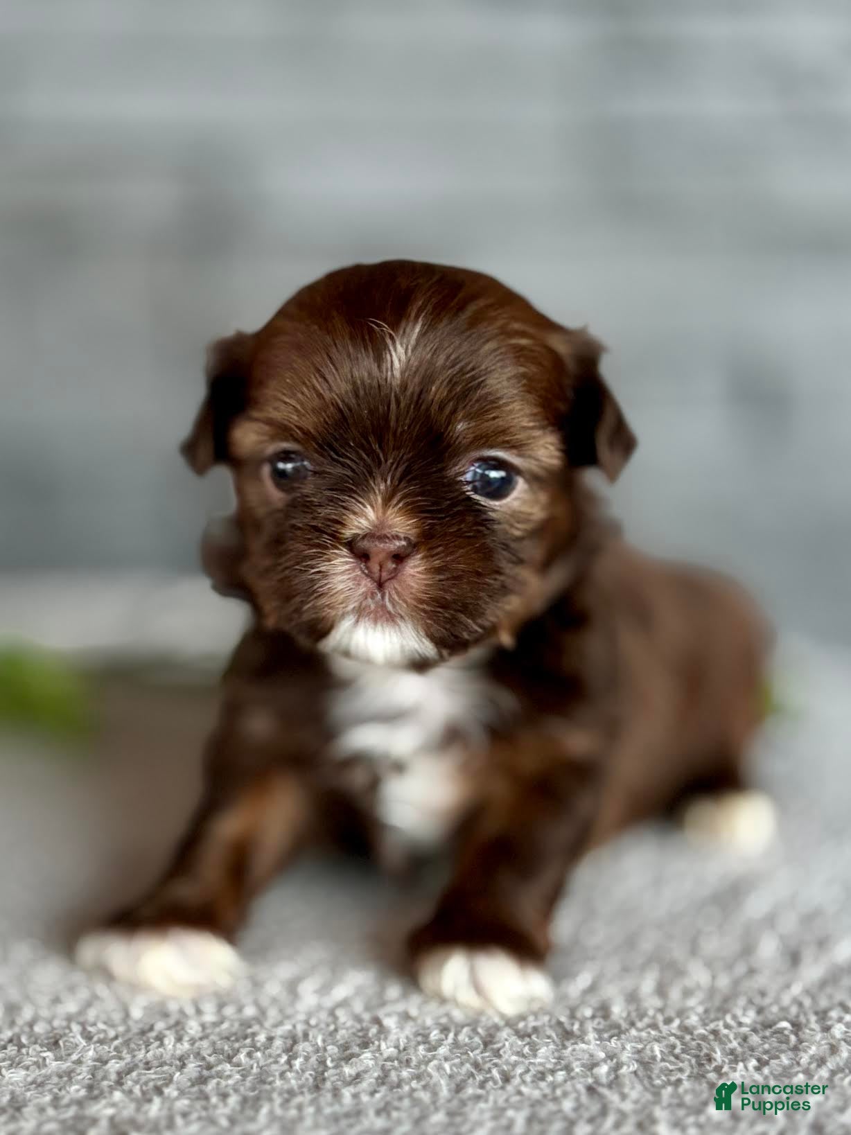 Sushi Shih Tzu Puppy 