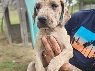 Great Dane dogs - Ad 24