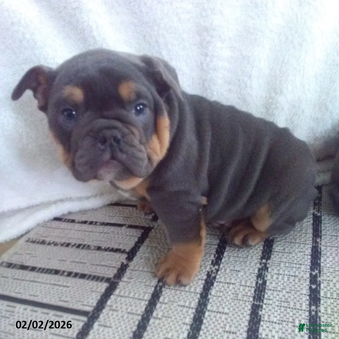 Olde English Bulldogge dogs for sale: Bowser - Ad 2