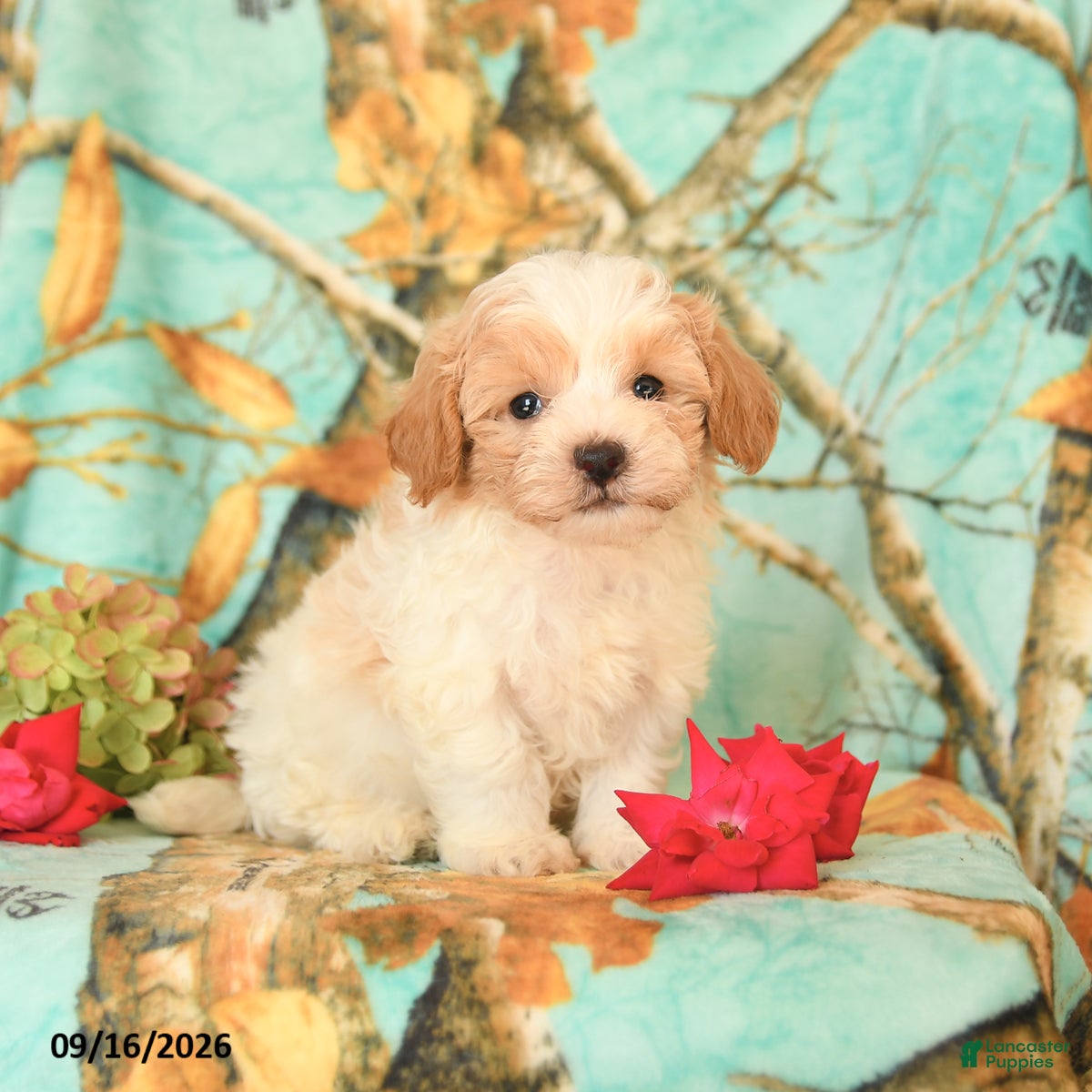 Maltipoo dogs Harvey - Ad 1