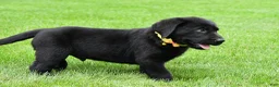Labrador Retriever dogs for sale: Wyatt - Ad 3