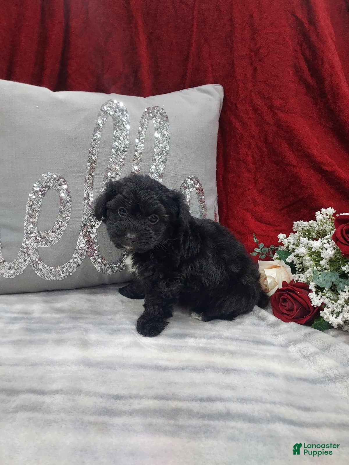 Mixed Breed dogs Romo - Ad 3