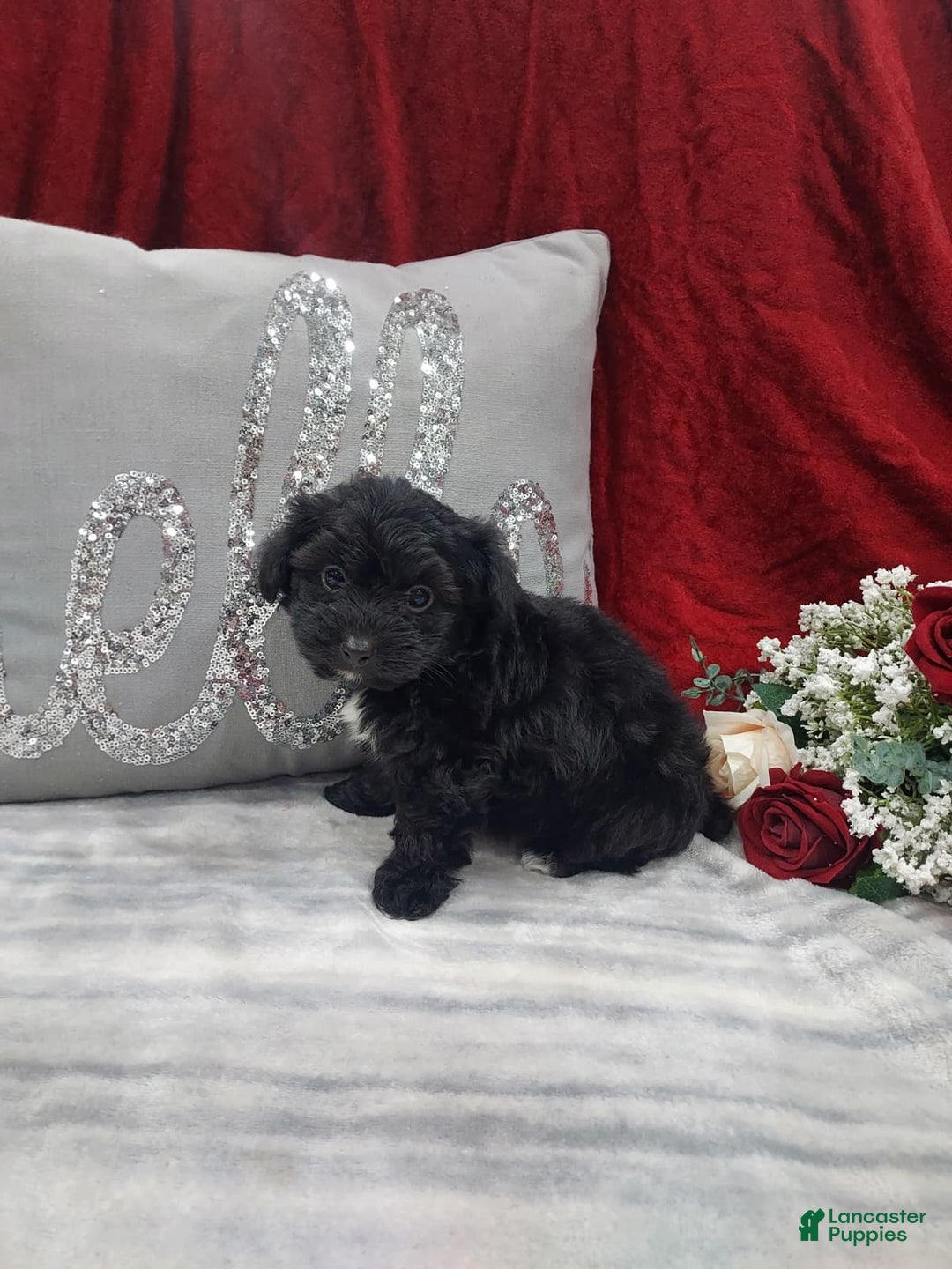 Mixed Breed dogs for sale: Romo - Ad 1