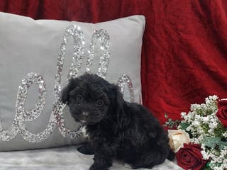 Mixed Breed dogs Romo - Ad 41