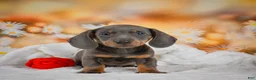Miniature Dachshund dogs for sale: Dallas - Ad 9