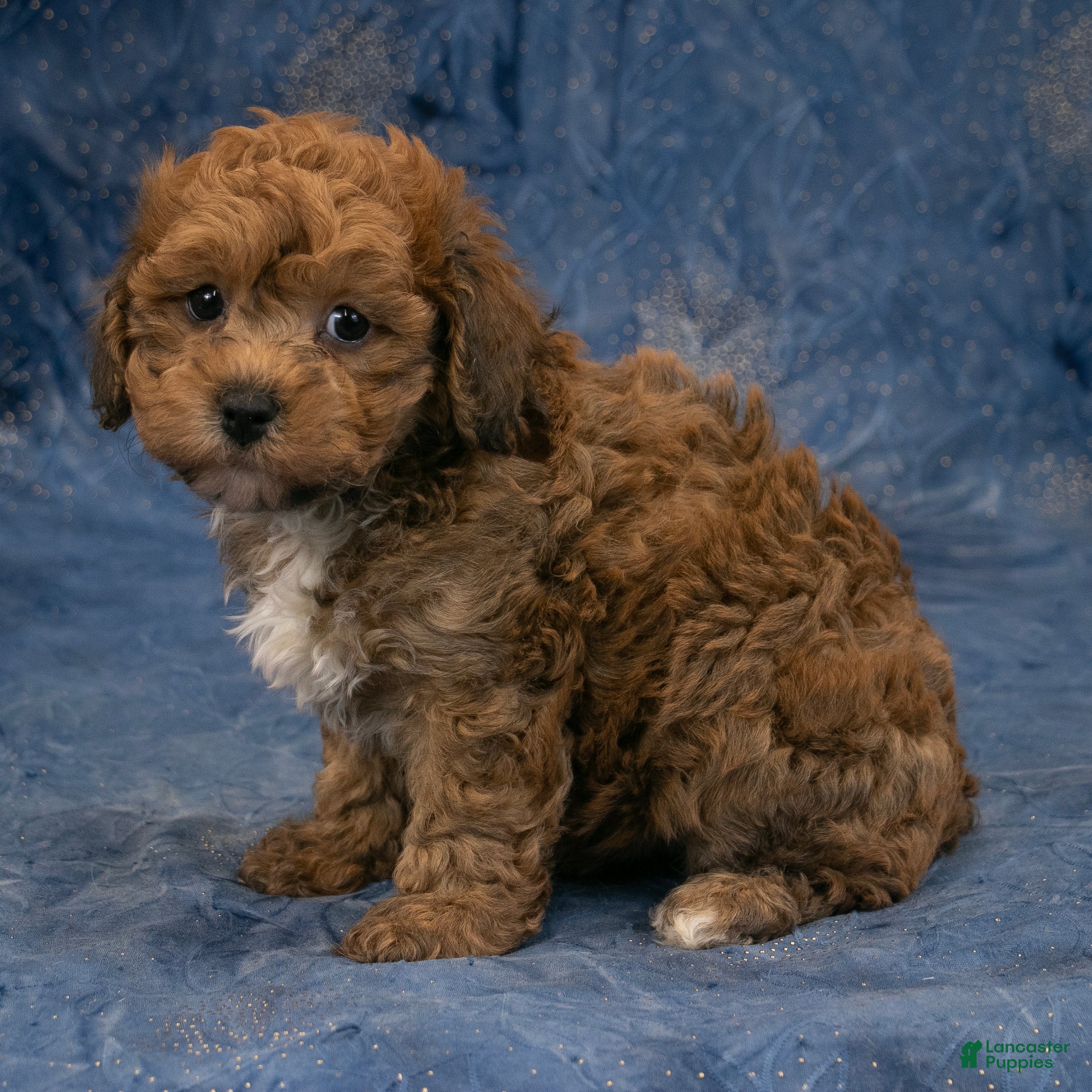Havapoo dogs Chief - Ad 2