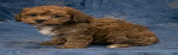 Havapoo dogs for sale: Chief - Ad 2