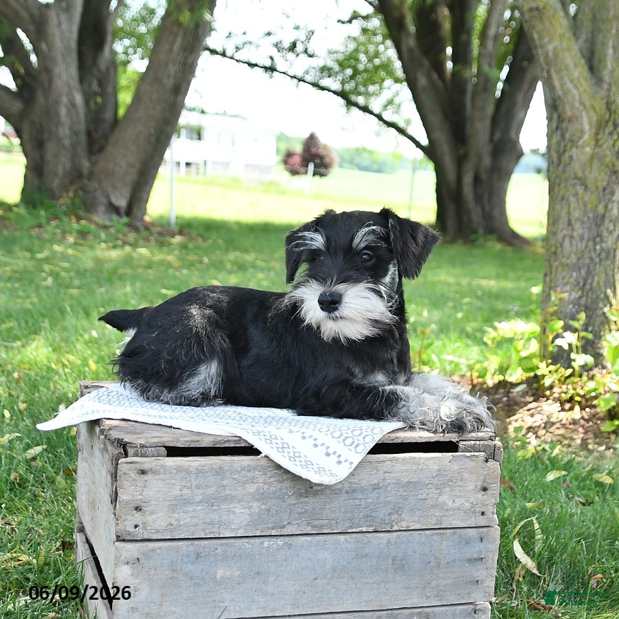 Miniature Schnauzer dogs Garrett - Ad 2