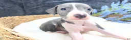 Italian Greyhound dogs for sale: Italian Greyhound 2 - Ad 5
