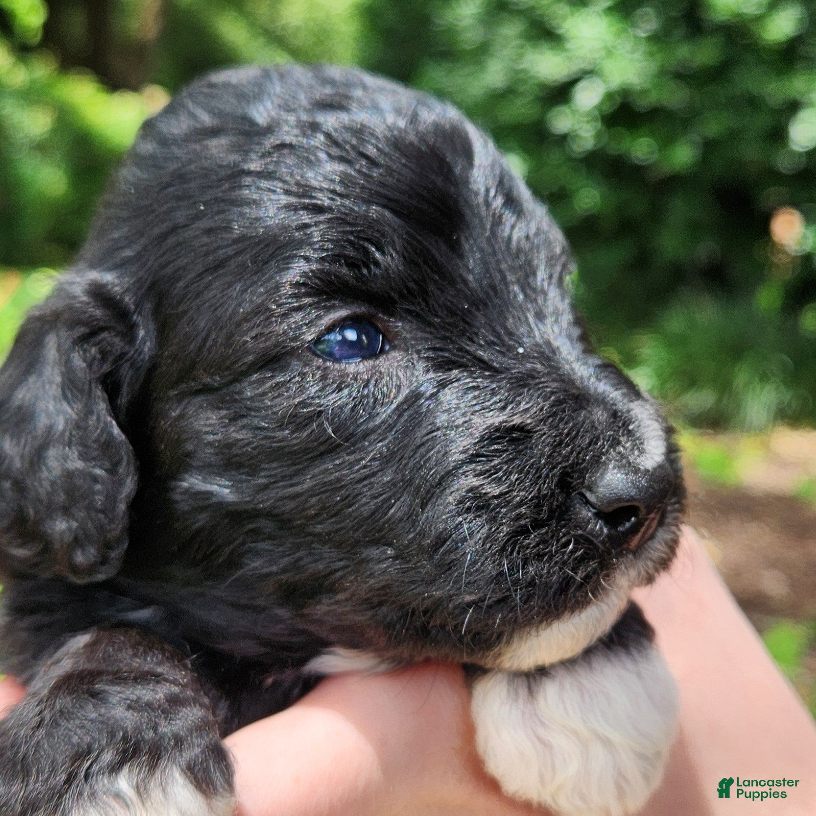 Mini Aussiedoodle dogs Lottie - Female - Tri-Color - Ad 2