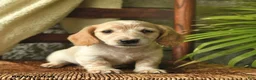 Miniature Dachshund dogs for sale: Kipper  - Ad 2