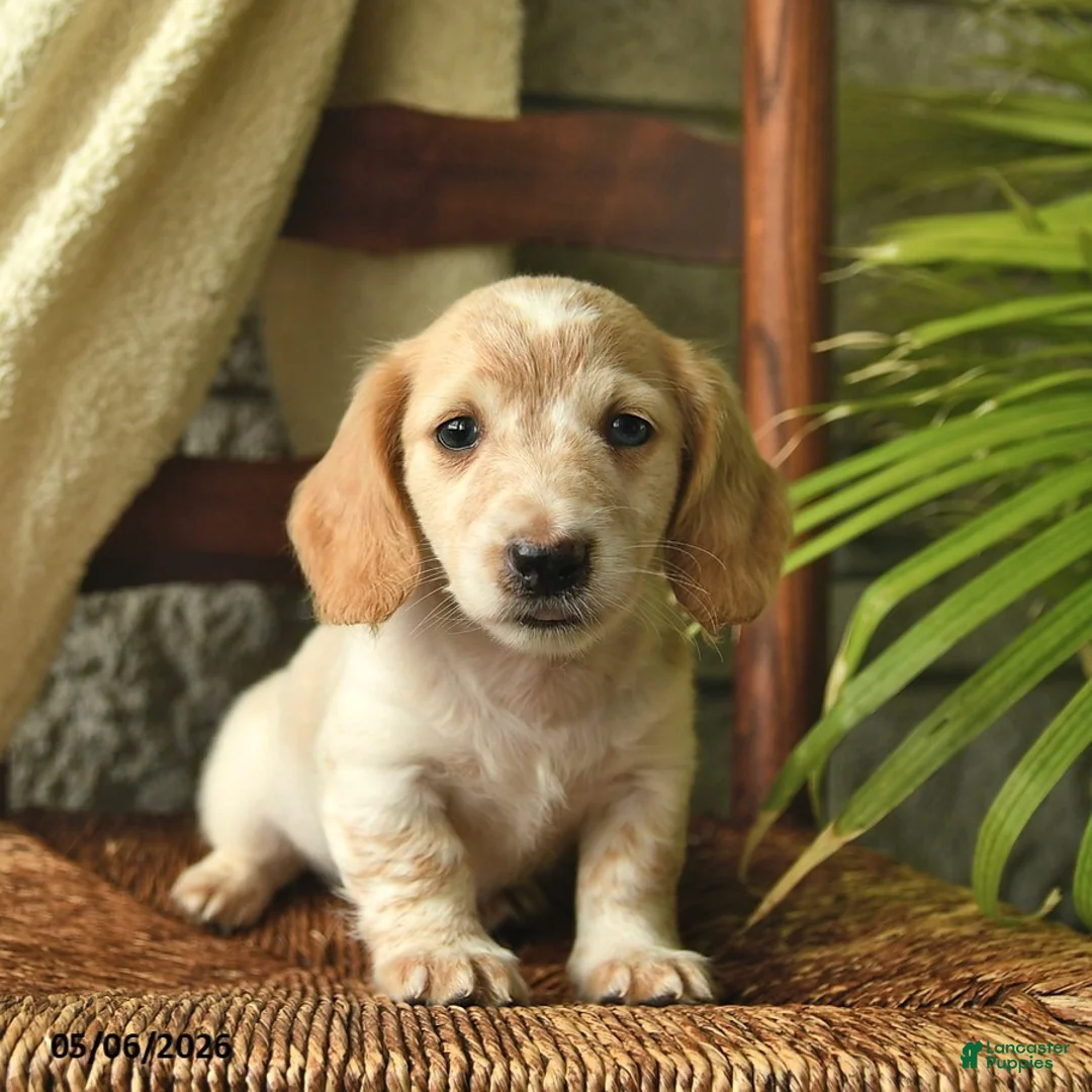 Miniature Dachshund dogs for sale: Kipper  - Ad 2