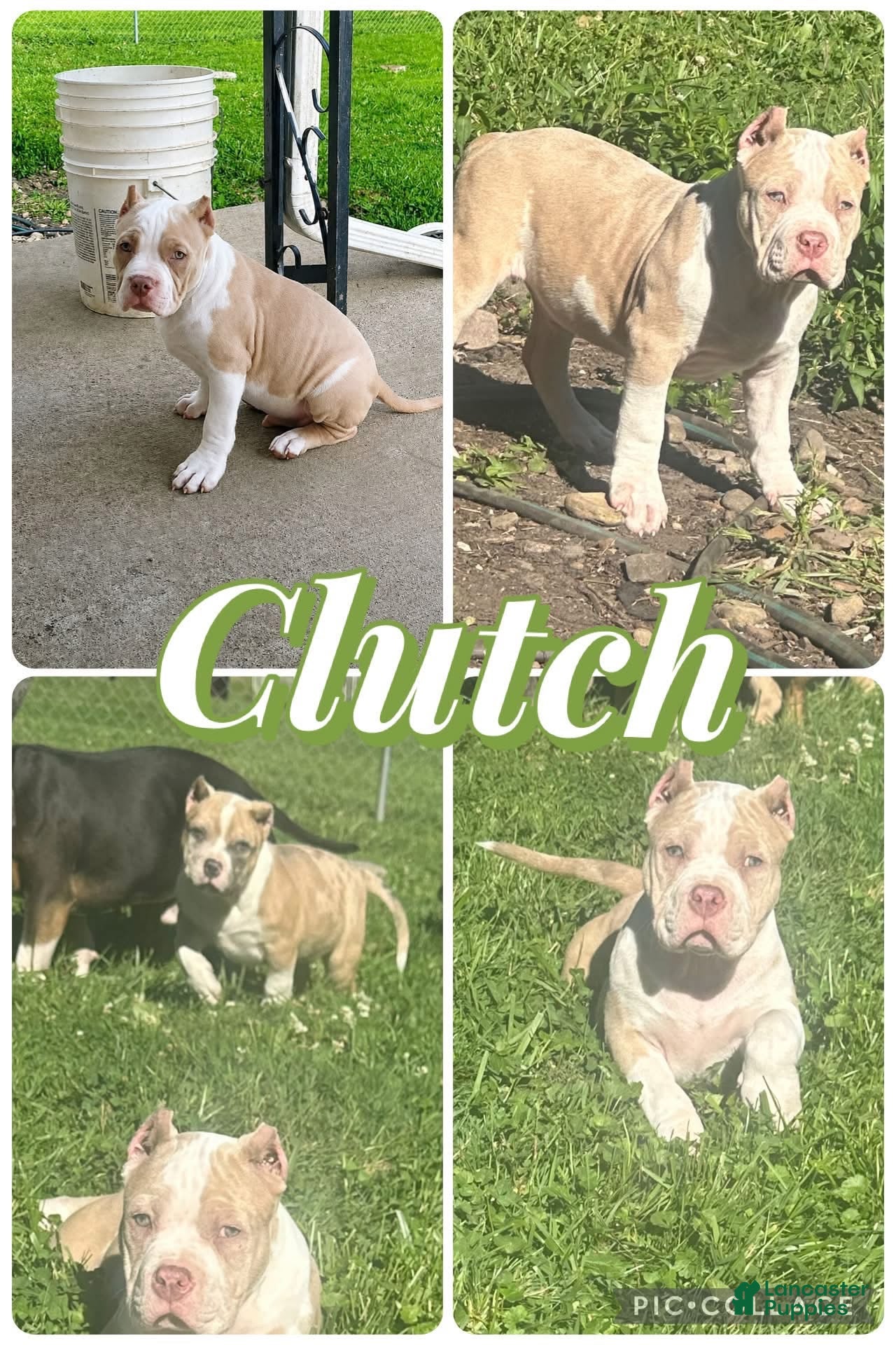 American Bully dogs Clutch - Ad 1