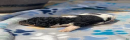 Standard Poodle dogs for sale: Aspen - Ad 12