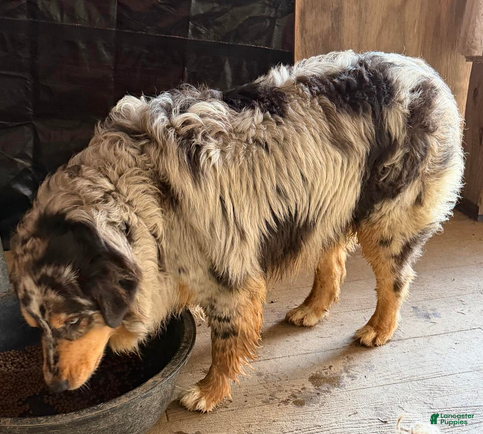 Australian Shepherd dogs Bo and Reece - Ad 1