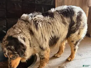 Australian Shepherd dogs for sale: Bo and Reece - Ad 2