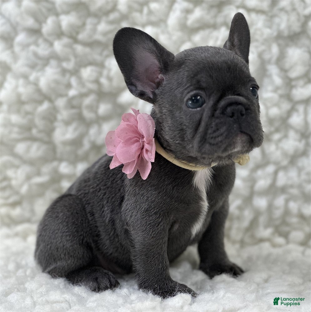 French Bulldog dogs French Bulldog 1 - Ad 1