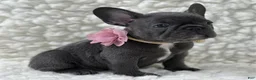 French Bulldog dogs for sale: French Bulldog 1 - Ad 1