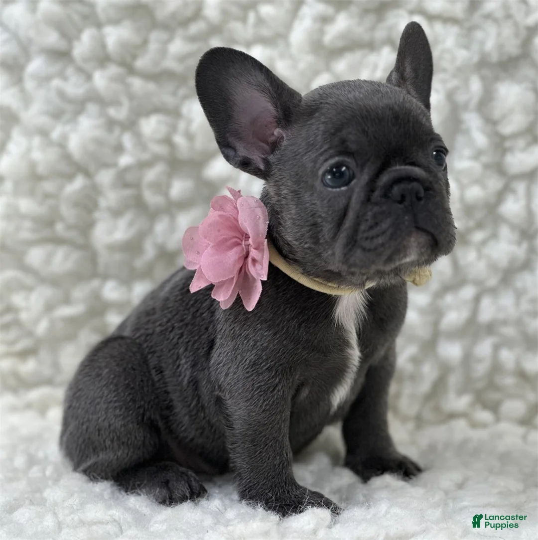 French Bulldog dogs for sale: French Bulldog 1 - Ad 1
