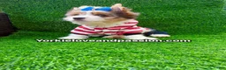 Yorkshire Terrier dogs for sale: Parti Merle male  - Ad 5