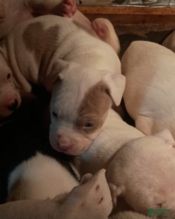 American Staffordshire Terrier dogs American Staffordshire Terrier Puppy 7 - Ad 20