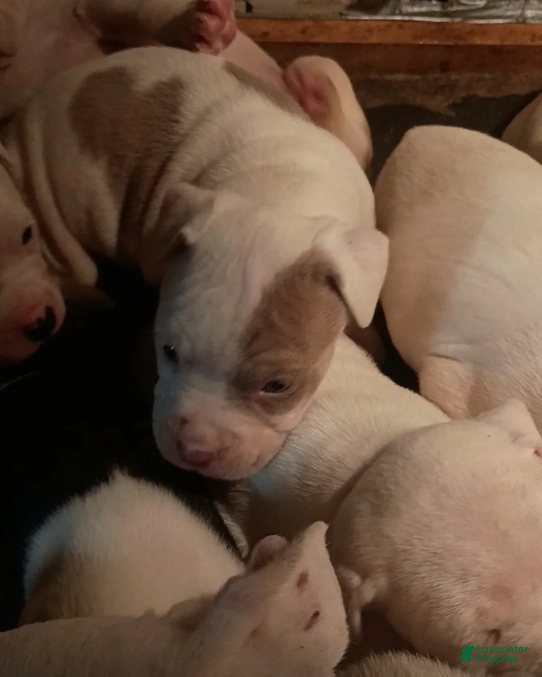 American Staffordshire Terrier dogs for sale: American Staffordshire Terrier Puppy 7 - Ad 1