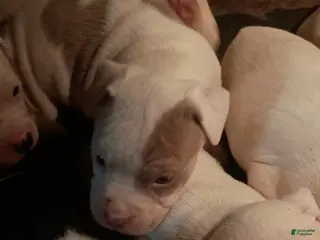 American Staffordshire Terrier dogs American Staffordshire Terrier Puppy 7 - Ad 20