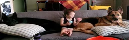 German Shepherd dogs for sale: German Shepherd 2 - Ad 15