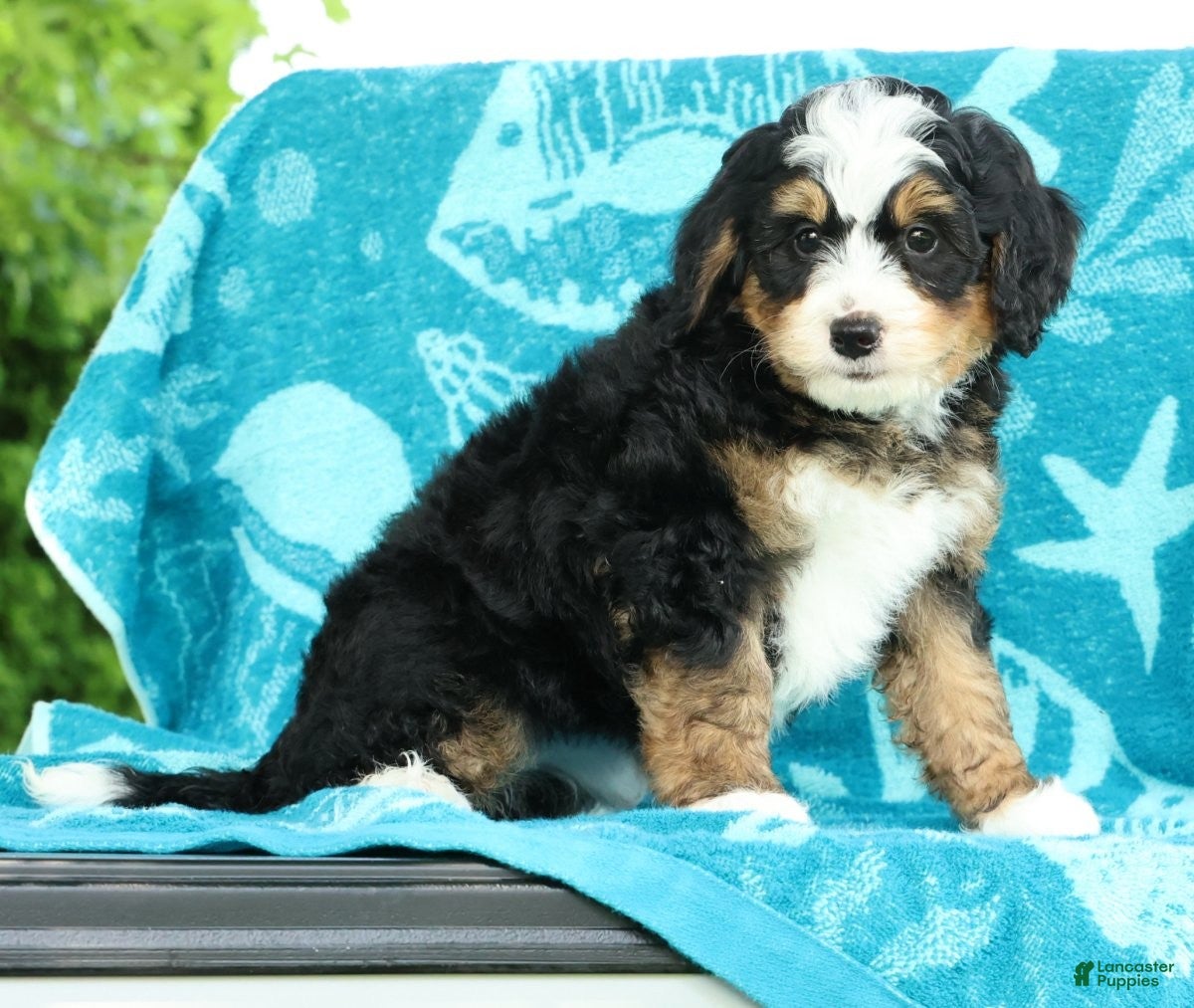 Mini Bernedoodle dogs Sophia - Ad 1