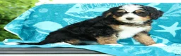 Mini Bernedoodle dogs for sale: Sophia - Ad 1
