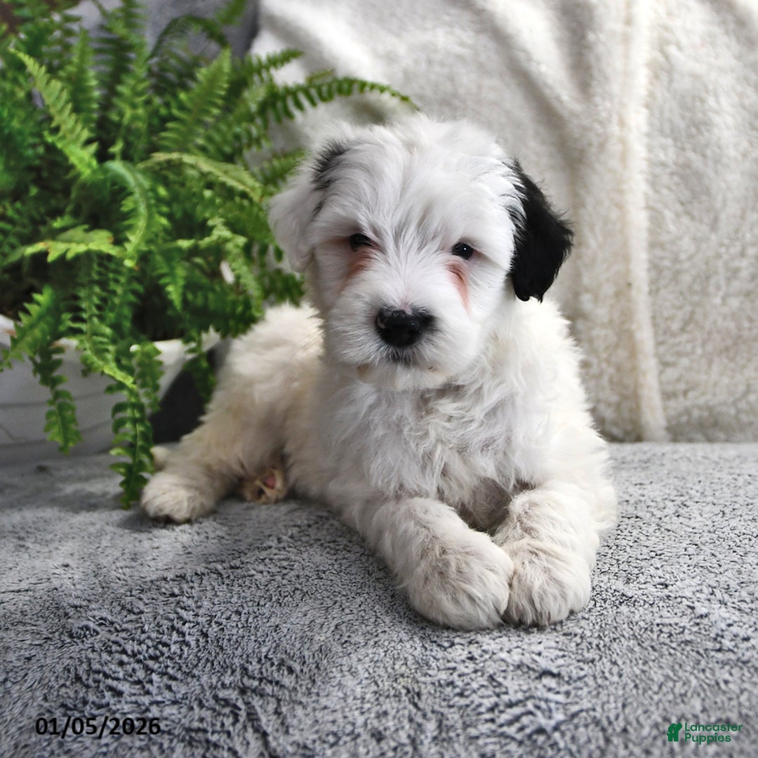 Portuguese Water Dog dogs for sale: Dream  - Ad 7