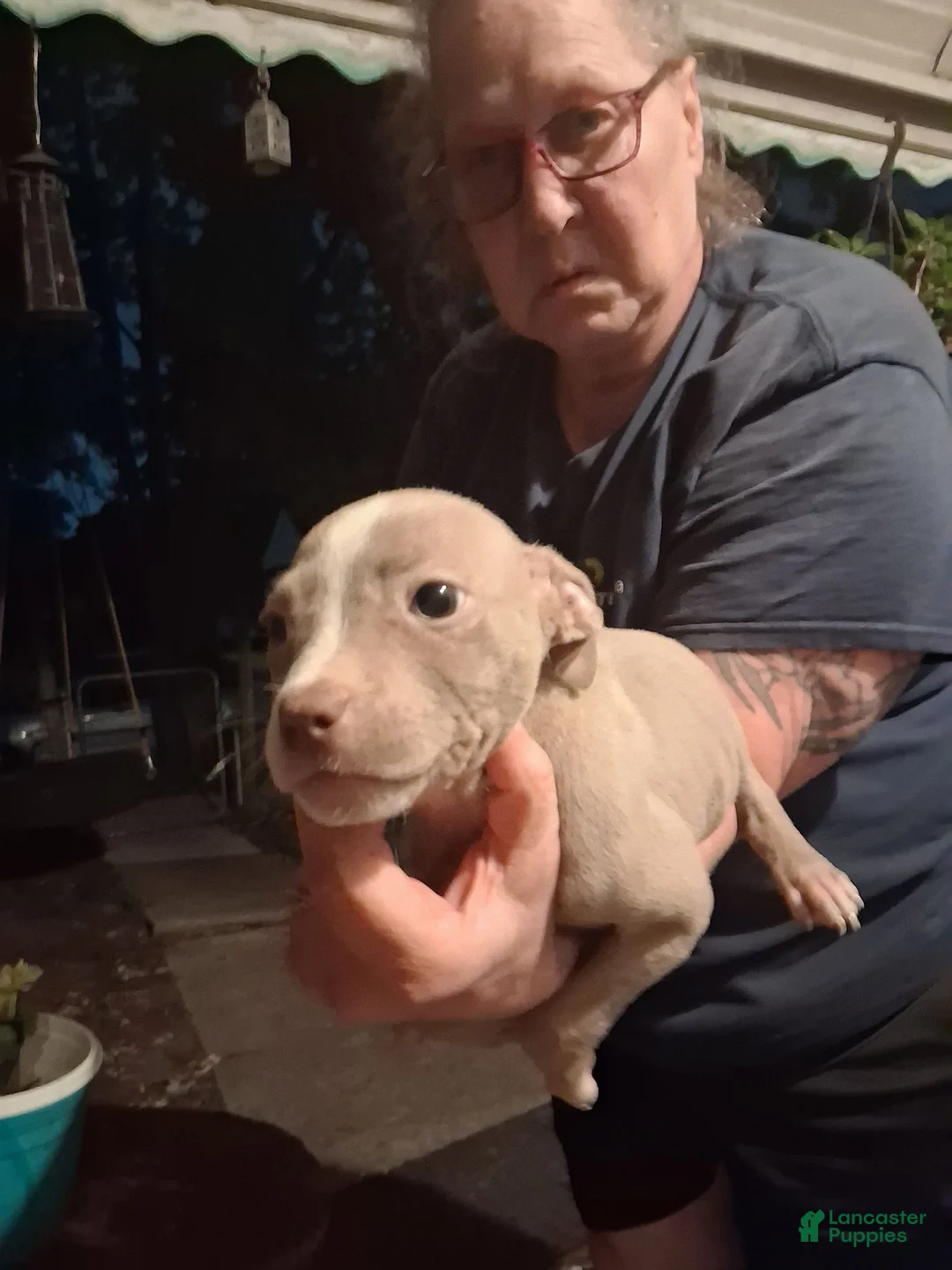 Mixed Breed dogs for sale: Mixed Breed 1 - Ad 2