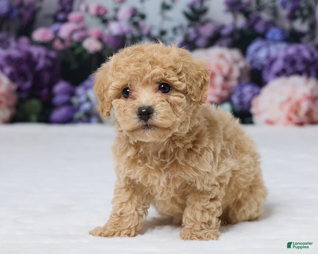 Bichpoo dogs for sale: Della - Ad 2