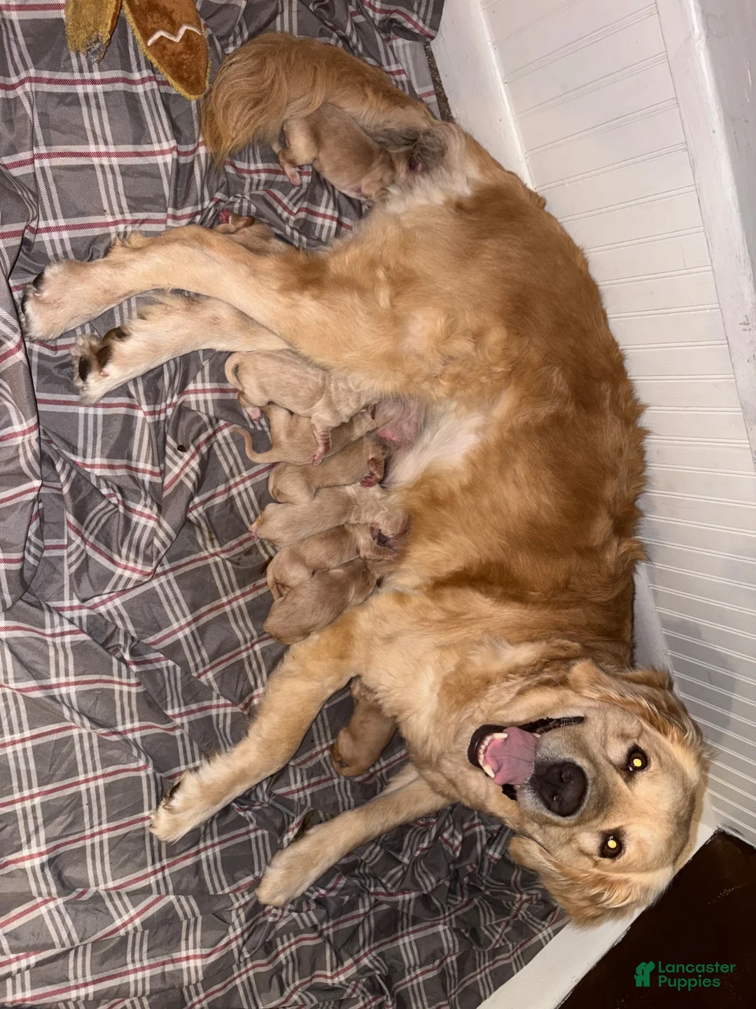Golden Retriever dogs for sale: Muffin - Ad 2