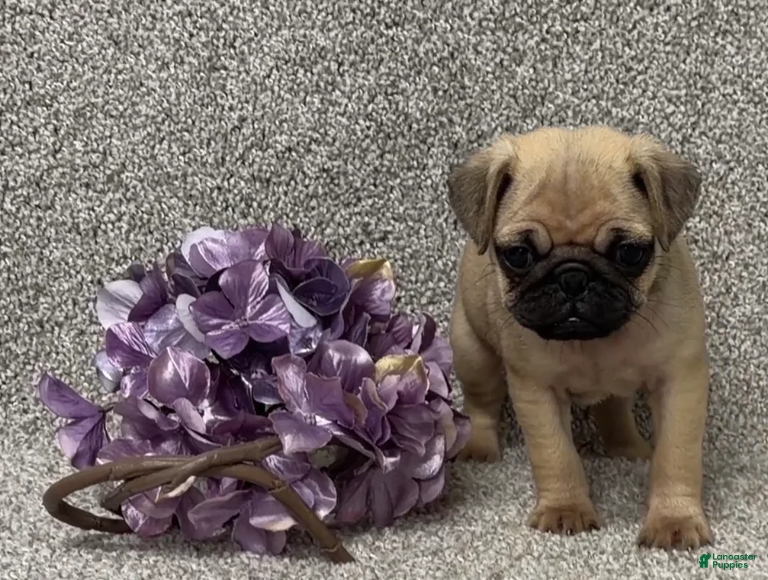 Pug dogs for sale: Darla - Ad 3