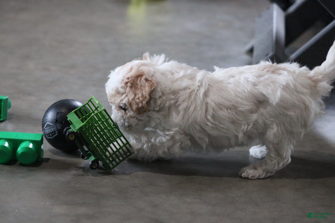 Cavapoo dogs for sale: Tonya - Ad 8