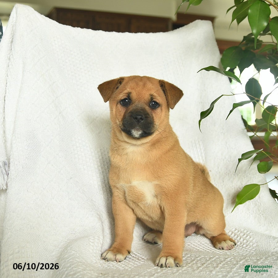 Shiba Inu dogs Rain  - Ad 1