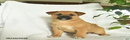 Shiba Inu dogs for sale: Rain  - Ad 1
