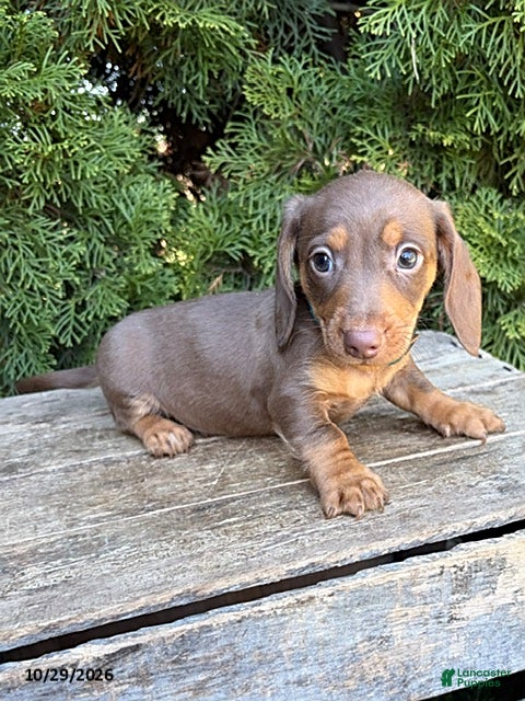 Dachshund dogs for sale: Paxton - Ad 2
