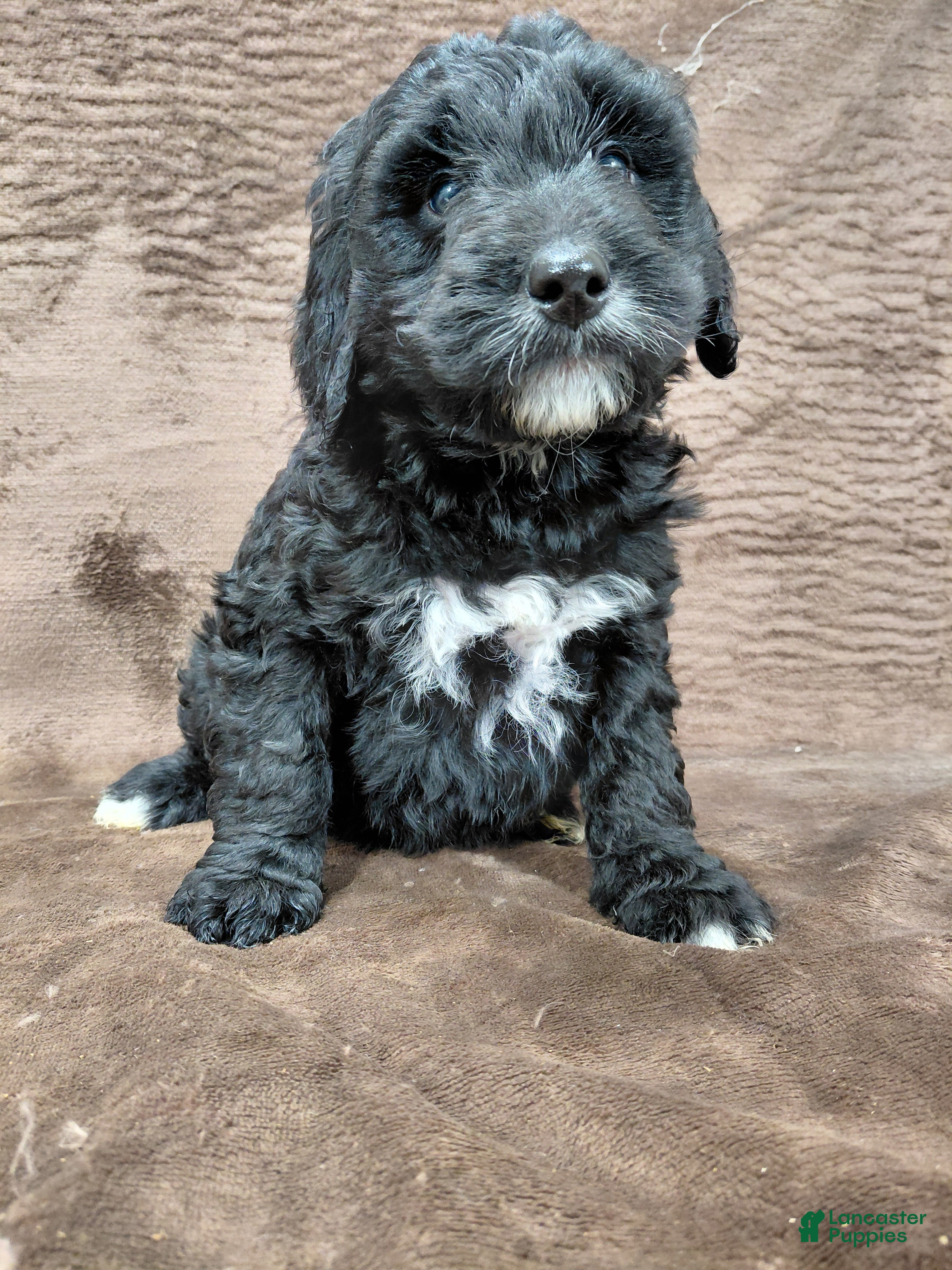 Bernedoodle dogs Baron - Ad 23