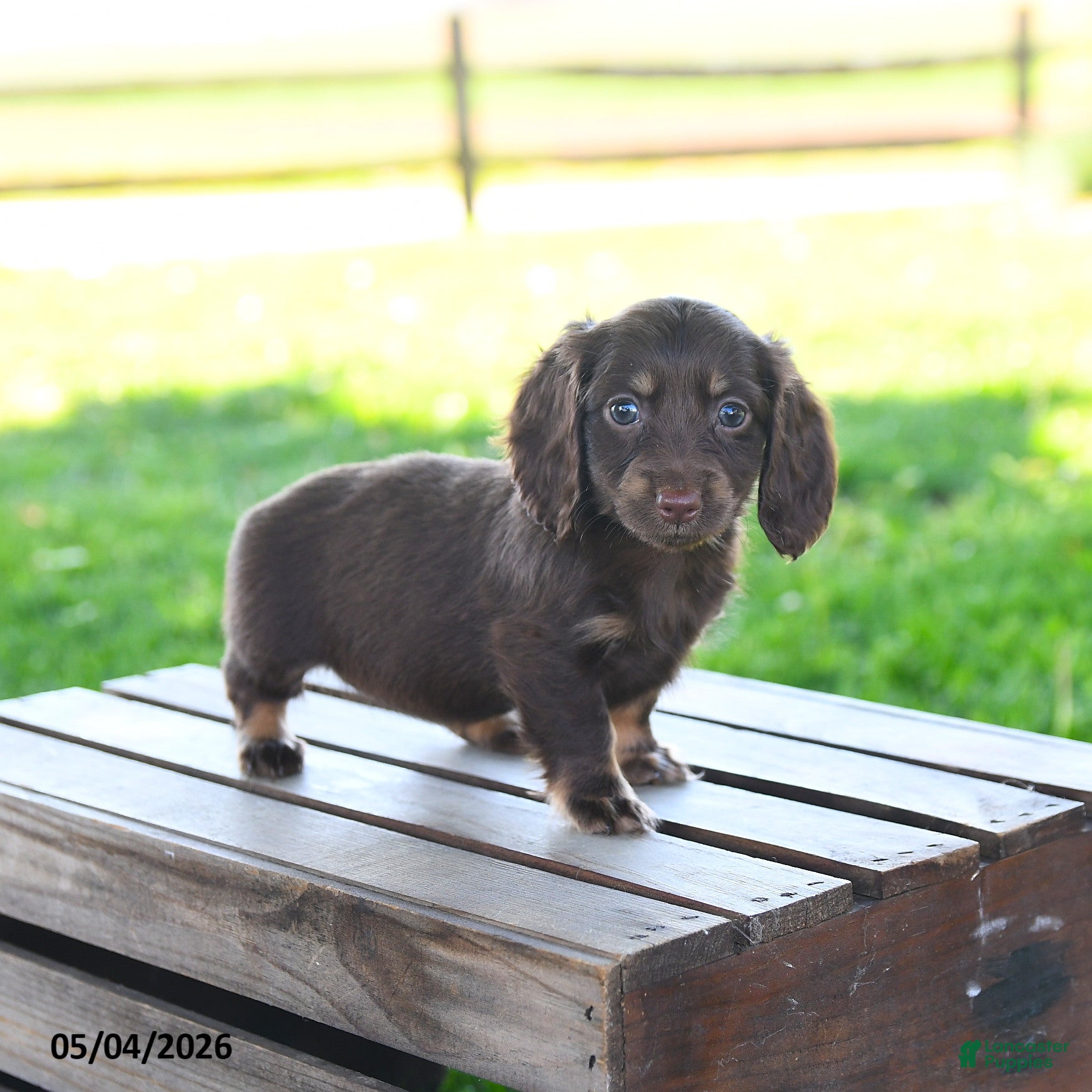 Miniature Dachshund dogs for sale: Sharron - Ad 2
